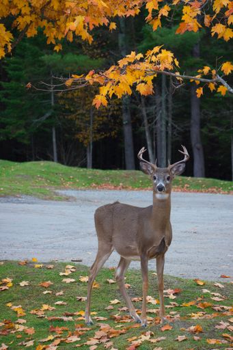 A vertical shot of a Columbian white-tailed deer in Parc Omega in Notre-Dame-de-Bonsecours in Canada