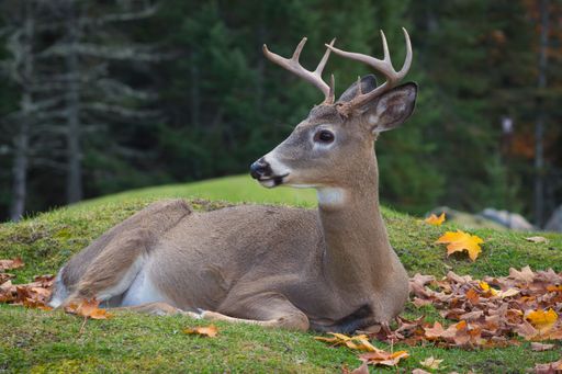 A beautiful shot of a Columbian white-tailed deer in Parc Omega in Notre-Dame-de-Bonsecours in Canada