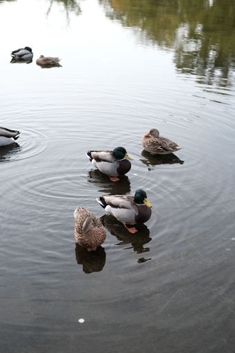 A vertical shot of ducks swimming in a pond in a park