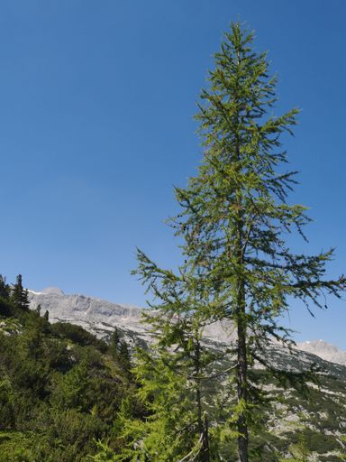 A vertical of green pine tree in the Dachstein group near lake Hallstatt in Salzkammergut, Austria
