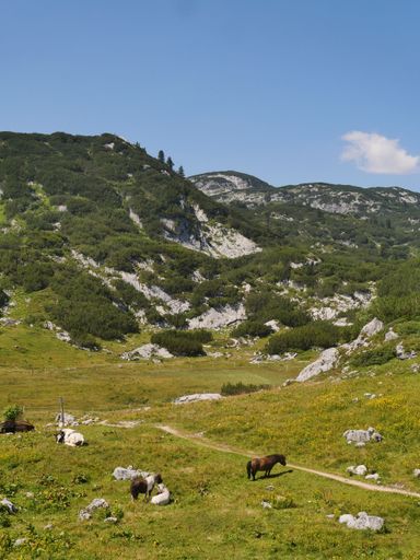 A vertical of horses grazing in the Dachstein mountains near lake Hallstatt in Salzkammergut, Austria