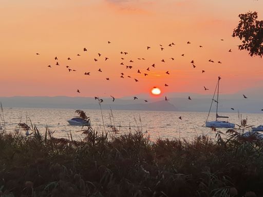 A view of sailboats and birds flying on a  beautiful sunset background