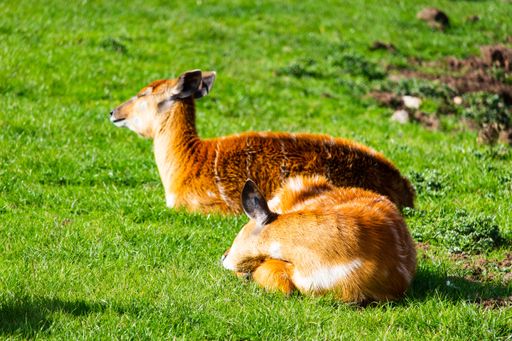 A selective focus shot of cute deers relaxing in the middle of the day in the middle of the park