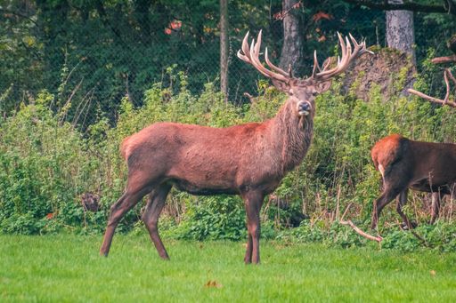 A beautiful shot of a fallow deer buck standing on the green grass at the park on a sunny day