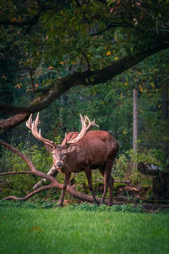 A vertical shot of a fallow deer buck walking on the green grass at the park on a sunny day