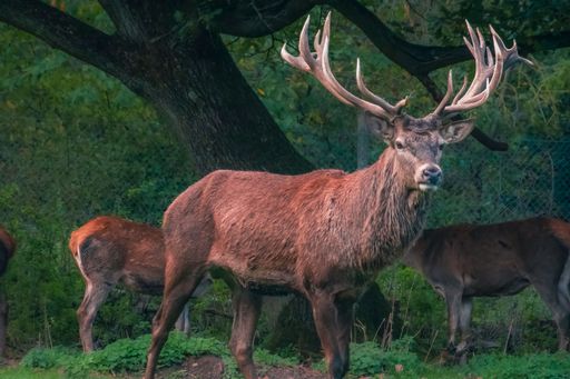 An adult male fallow deer standing with its herd in the park with grid fence in the blur background