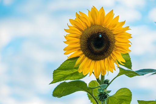 A closeup of a common sunflower (Helianthus annuus) against blurred background