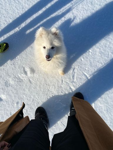 A vertical top view shot of a cute white Samoyed dog sitting on the snow in front of a person