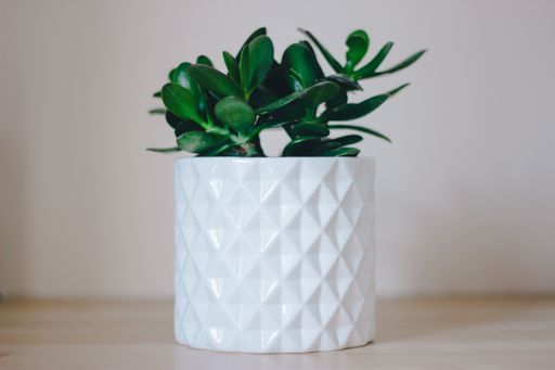 A selective focus shot of a beautiful houseplant on a wooden surface