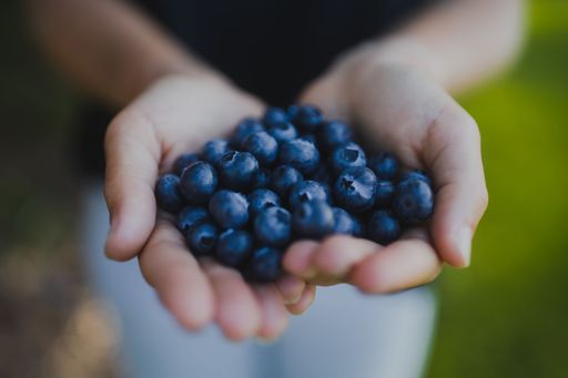 Close Up Of A Person Holding Freshly Picked Blueberries In Their Hands In Australia