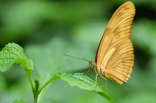 A closeup shot of a beautiful Julia butterfly (Dryas iulia) with big wings resting on a green leaf