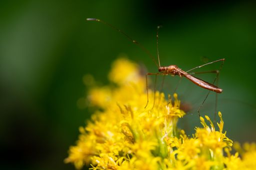 A macro of a lacewing on a yellow flower