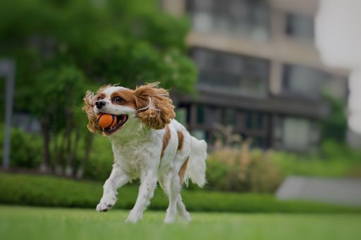 An adorable Cavalier King Charles Spaniel dog jumping and catching a ball in the park