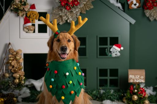 A fluffy Golden Retriever dressed in a Christmas tree costume posing in front of a festive toy house