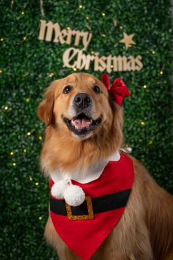 A Golden Retriever dressed in a Santa Claus costume posing in front of a festive Merry Christmas sign