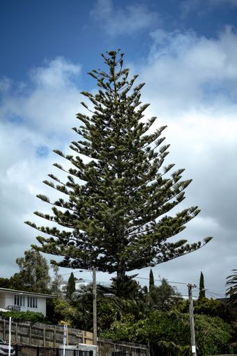 A vertical shot of a Norfolk Island pine tree with a blue sky background - Araucaria heterophylla