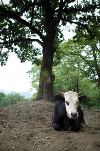 A vertical shot of a black cow with a white face sitting on the ground under the tree