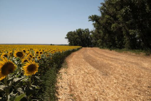 A road near the sunflower field