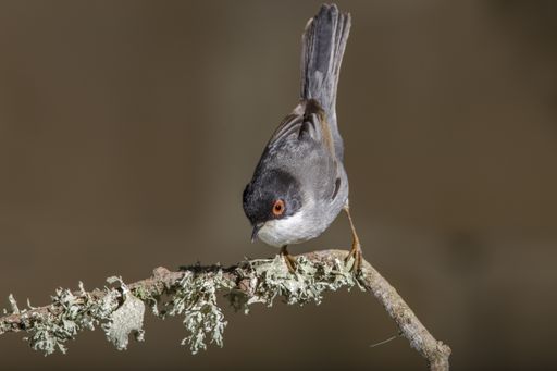 A resident, adult male Sardinian warbler Sylvia melanocephala on a perch in an urban garden, in winter, lit by flashes. Malta, Mediterranean,