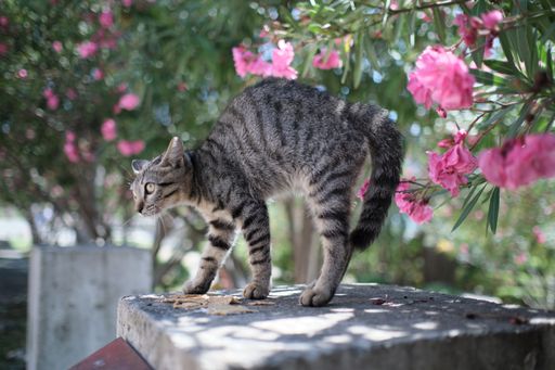 A cute grey cat walking on a border under pink flowers