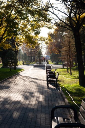 A vertical shot of the benches under the tree shadow in the park