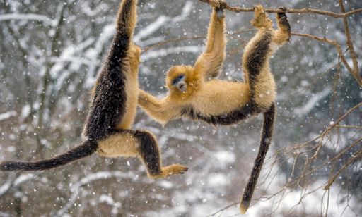 A closeup of golden snub-nosed monkeys (Rhinopithecus roxellana) hanging from a tree in winter