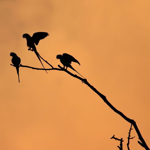 A sunset background with parrot silhouettes perched on a tree branch