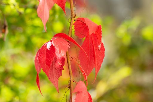A closeup shot of a plant with red leaves
