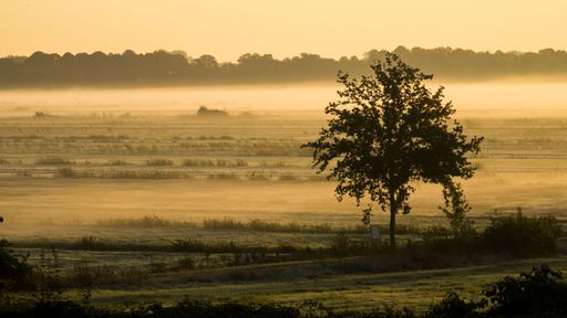 A beautiful soft sunrise over the misty field