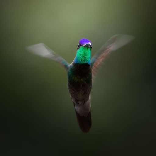 A closeup of a beautiful hummingbird flying directly to the camera
