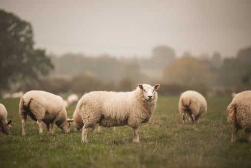 A group of Welsh Mountain sheep  grazing in a field