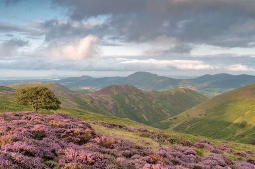 A blooming heather field after the rain in Long Mynd, England