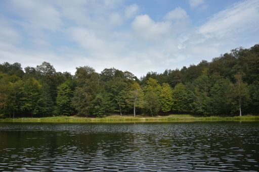An aerial view of lake surrounded by dense trees