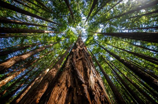Picture of Close-up from Below of a Red Sequoia Tree Climbing into the sky with the rest of the trees in the forest on a sunny day