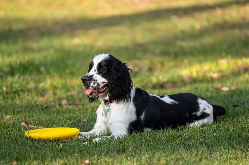 A Spring Spaniel lying on a grassy field during the sunny day, and chilling, with a yellow frisbee in front of it