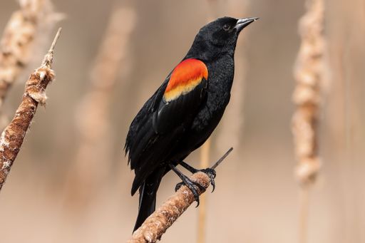 A Red-winged blackbird on top of a stem looking up
