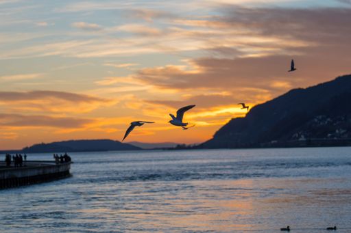 The bird flying over the sea at a soft orange sunset