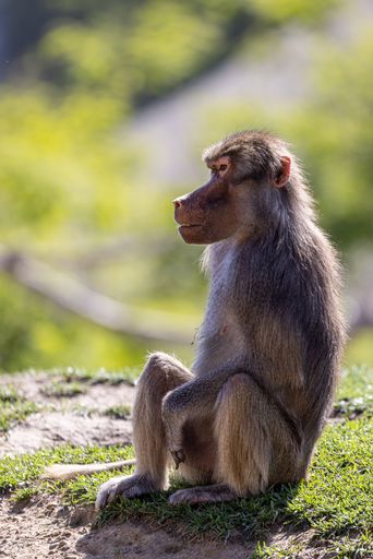 A vertical shot of a funny baboon sitting on the ground