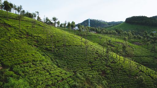 The tea bush plants growing on hills.