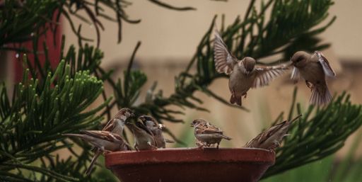 A shallow focus shot of house sparrows feeding in a garden
