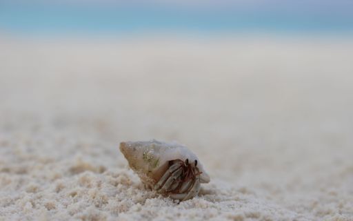 A closeup shot of a small hermit crab crawling around on a sandy seashore