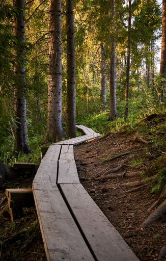 A vertical shot of a long wooden walking trail through a beautiful lush forest