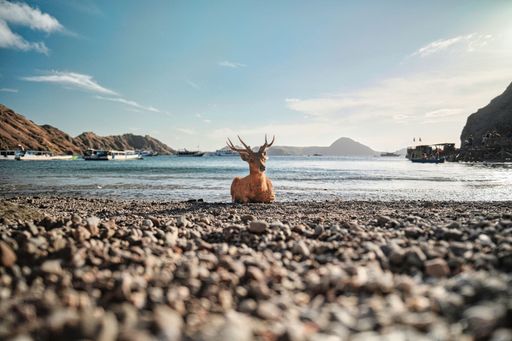 A deer resting on the pebble ground on the lake coast