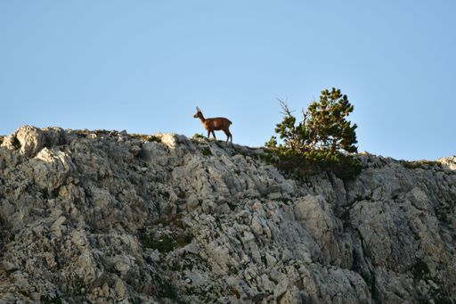 A Chamois on the rocky mountains of Pyrenees in Catalonia, Spain
