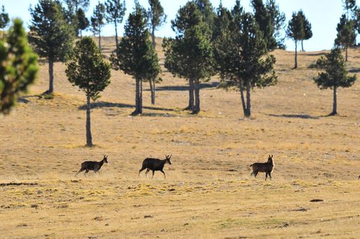 A herd of Chamois running on a field of the Pyrenees mountain range in Catalonia, Spain