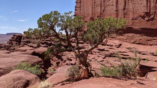 A closeup shot of a green tree before a canyon at the Fisher Towers hiking trail in the Moab, Utah