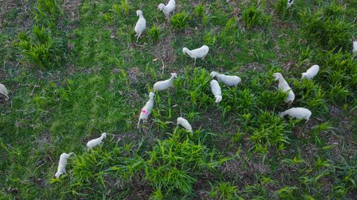 view from above of a group of ships eating grass in farmland