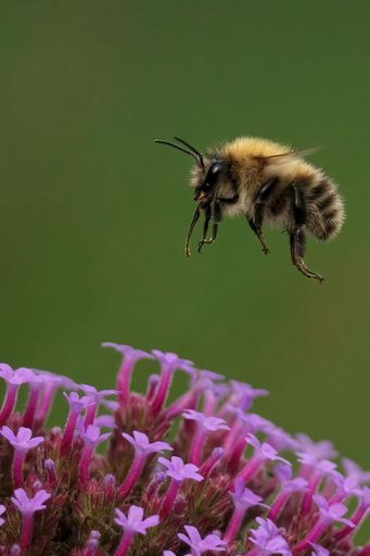 A vertical closeup of Common Carder Bumblebee flying towards the delicate Verbena bonariensis flowers