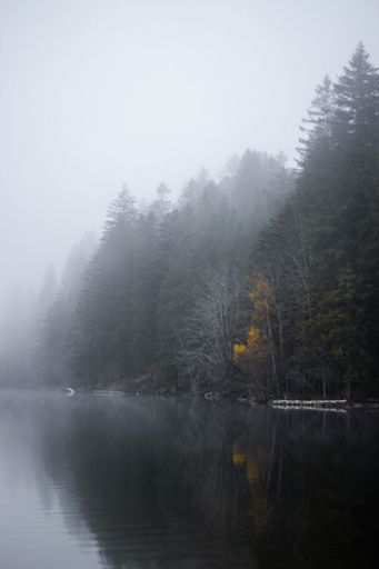 A vertical shot of a mysterious lake surrounded by a dense forest on a foggy day