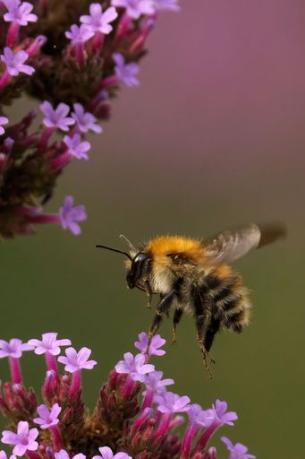 A vertical closeup of Common Carder Bumblebee flying towards the delicate Verbena bonariensis flowers